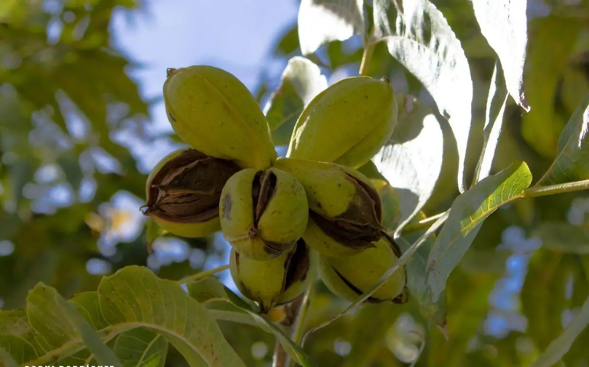 nueces gorki 1